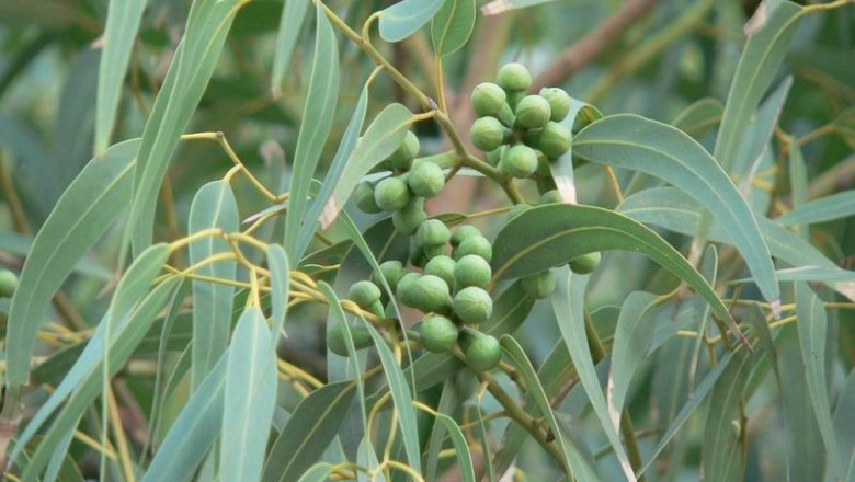 Cây Bạch Đàn Trắng. Eucalyptus camaldulensis Dehnhart - Cây Thuốc Nam Quanh Ta